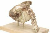 Fossil Oreodont (Merycoidodon) Skull w/ Vertebrae - South Dakota #227375-10